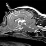 neurology