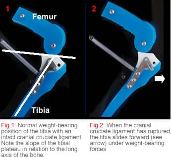 Orthopaedics factsheet on TPLO image 1