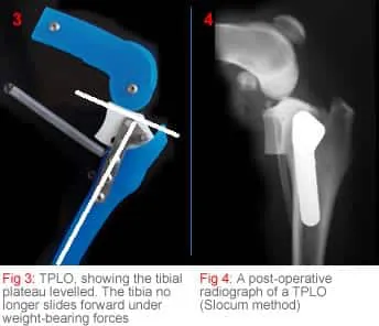 Orthopaedics factsheet on TPLO image 2