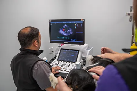 paragon cardio chris ultrasound