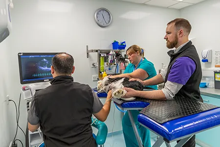 paragon cardio team ultrasound