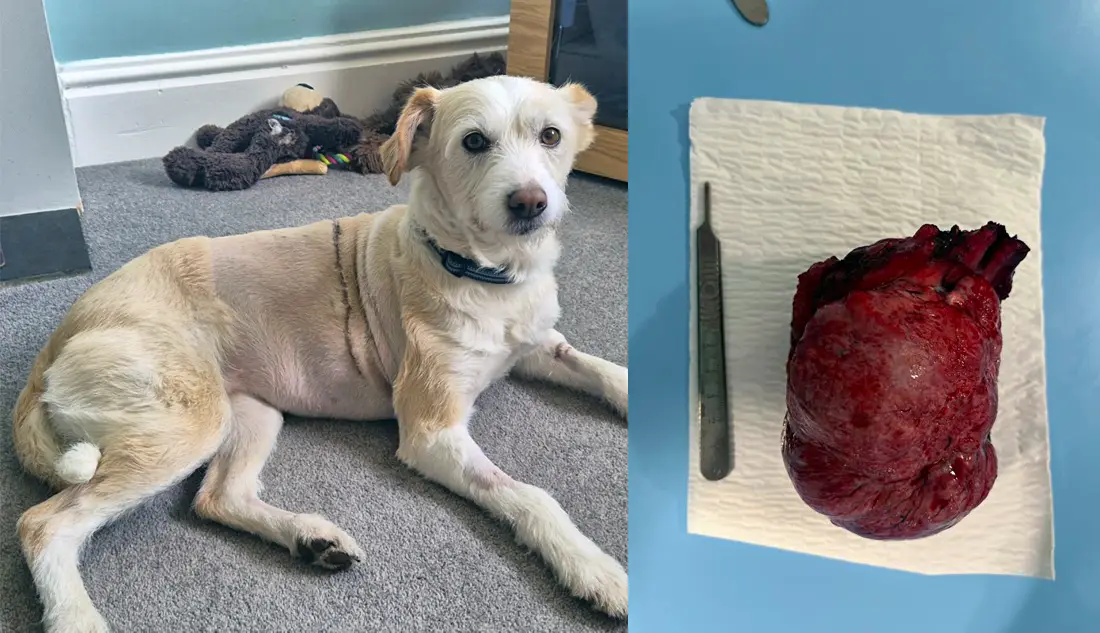 Luna underwent a huge operation at Paragon Veterinary Referrals to remove a mass which was pressing on her lungs and heart.