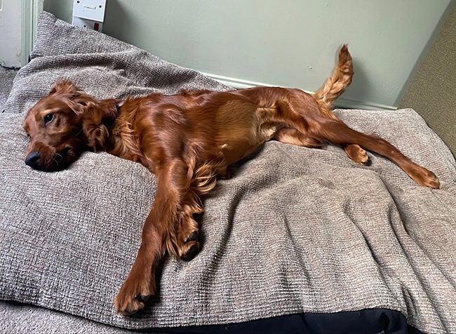 ginny-puppy-saved-by-paragon-vets