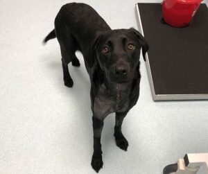 Labrador-puppy-who-needed-life-saving-surgery