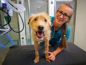 Pet-Blood-Bank-appeal