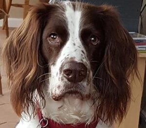 SpringerGerman-Short-Haired-Pointer-cross