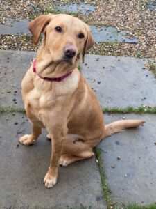 Bailey-ortho-blog-768x1024