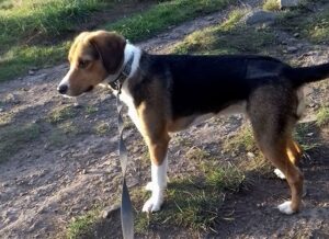 Brodie-a-Beagle-Border-Collie-crossbreed