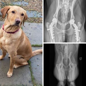 Hip-op-beats-Baileys-blues