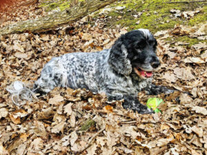 Poppy-adrenal-gland-tumour-multi-blog-1024x769