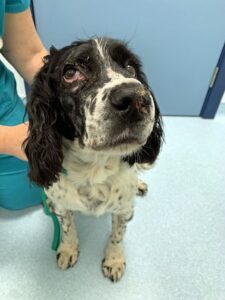 Bailey-post-surgery-webb-FEATURE