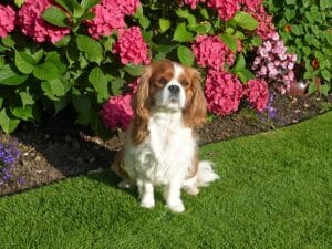 Poppy-2-FEATURE-IMAGE