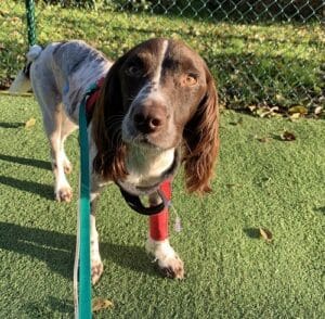 Willow-4-web-feature