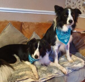 border-collie-2-WEB-FEATURE