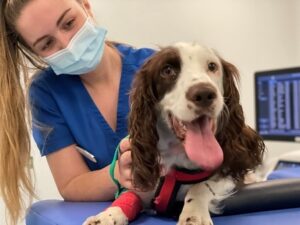 Hatrick-puppy-2-web-feature