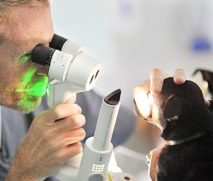disciplines-po-ophthalmology
