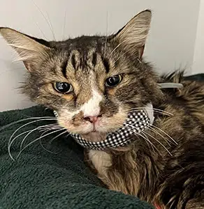 Dexter the cat who was shot