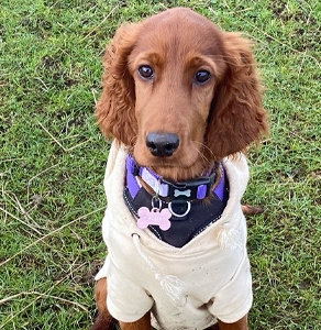 puppy-ginny-paragon-vets