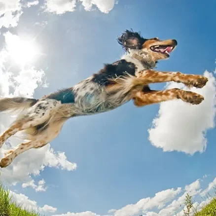 Jumping dog